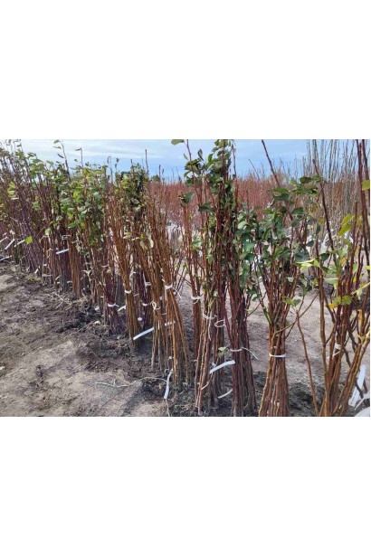 Саджанці груші звичайної Аббат Фетель з голим коренем